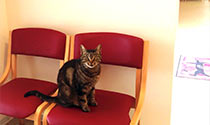 Wartebereich für Katzen und ihre Besitzer