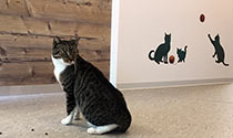 entspannt im Wartebereich für Katzen