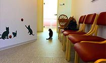 entspannt im Wartebereich für Katzen
