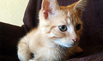 Eindrücke aus der Katzenpension